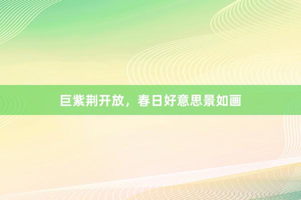 巨紫荆开放，春日好意思景如画